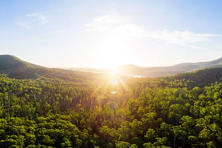 Deloitte's Carbon Forests 
