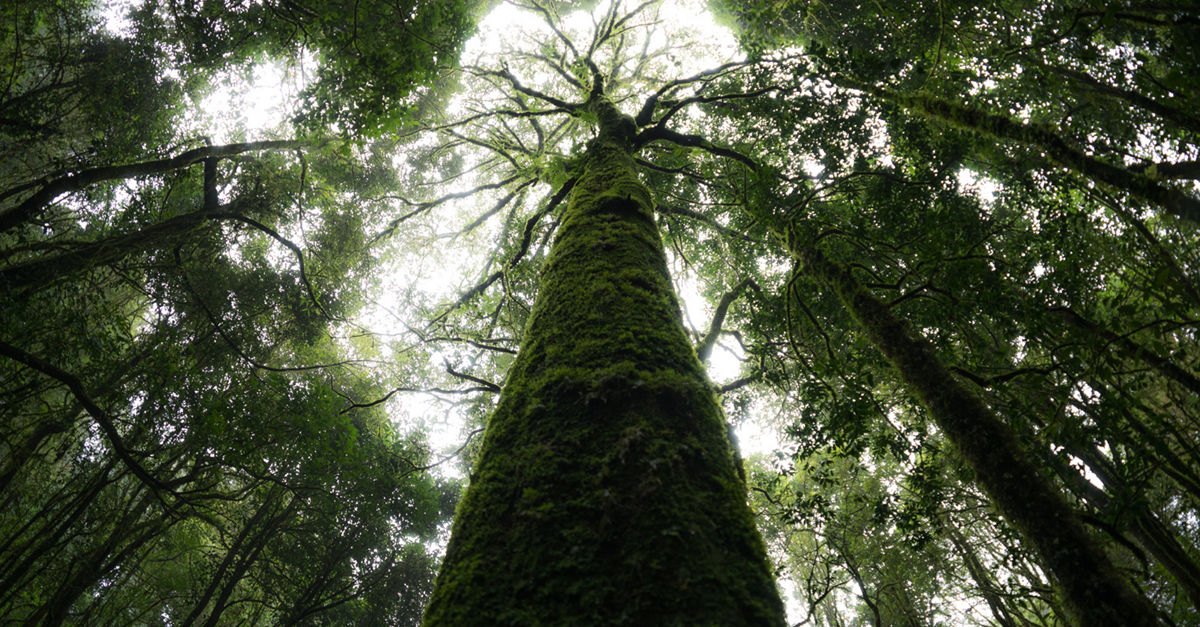 Climate & Decarbonisation | Deloitte Ireland