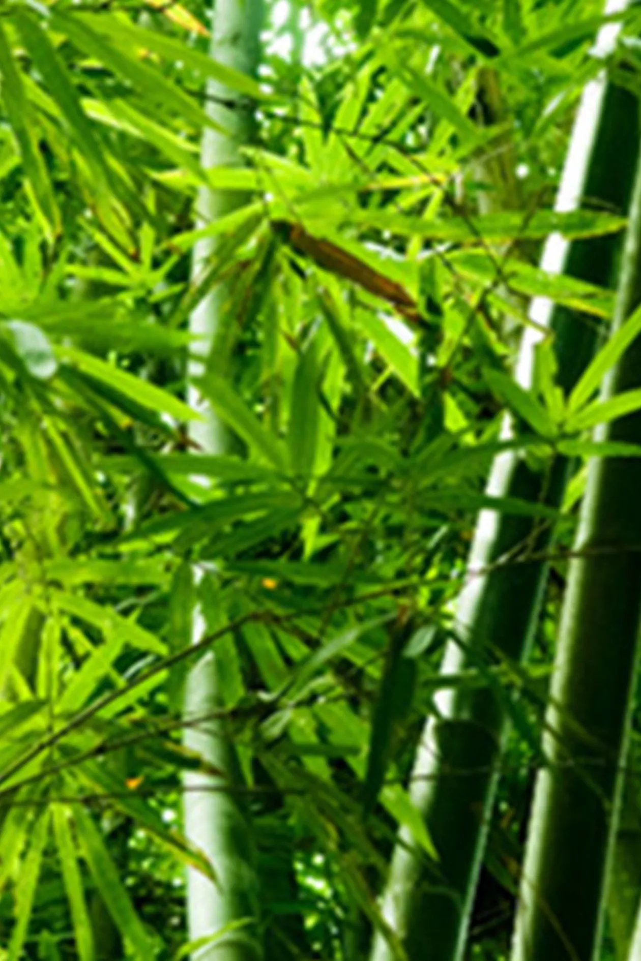 Cutting deforestation out of supply chains