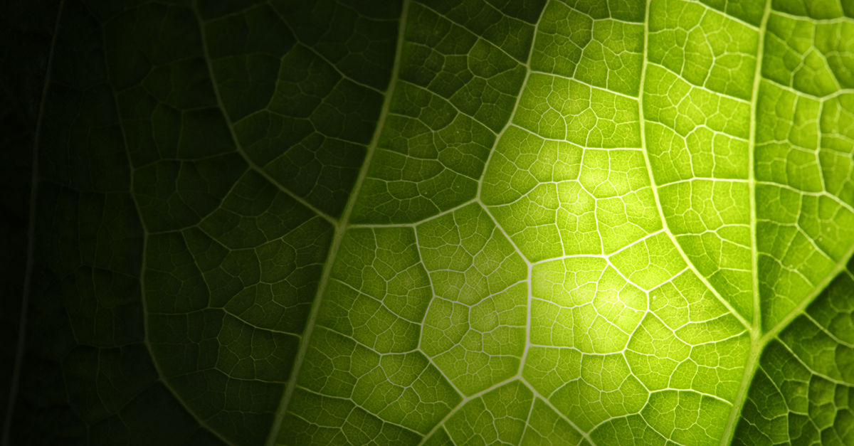 Environment – 2025 Global Impact Report | Deloitte Global