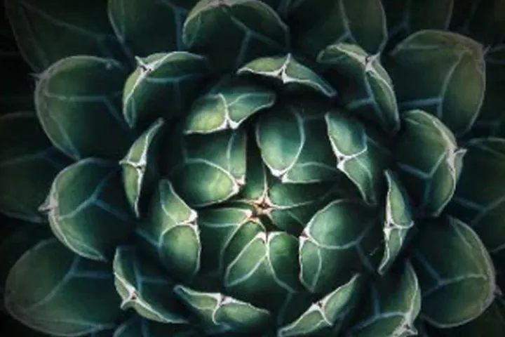 Managing reputational risk in an activist world | Deloitte Global
