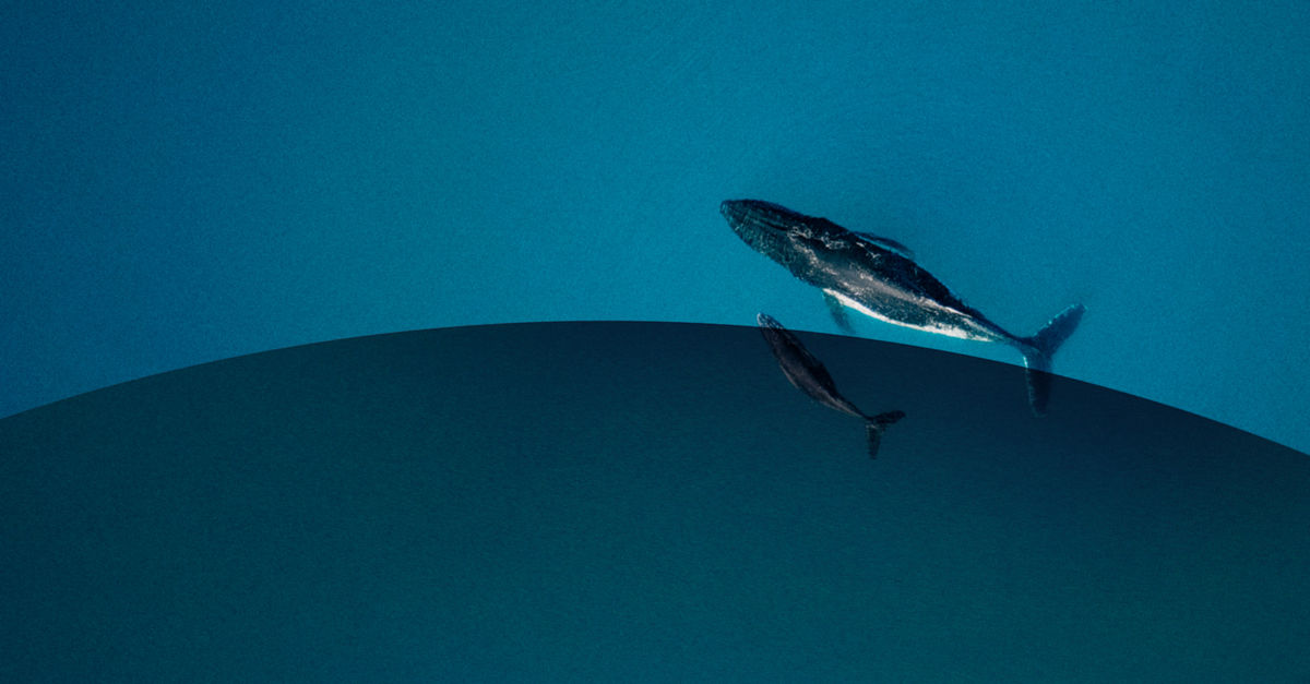 Going above and beyond for whale conservation | Deloitte UK