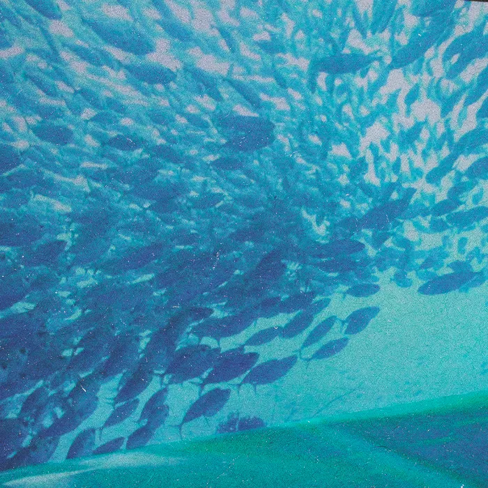 Person sitting watching fishes in an aquarium