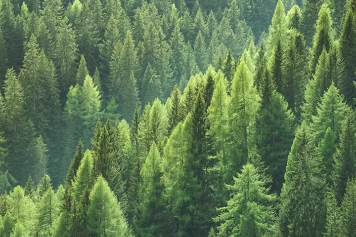 blog Règlement Déforestation