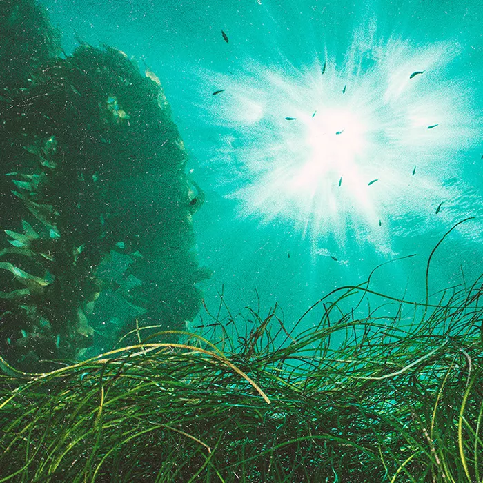 Underwater with seaweeds in the forground