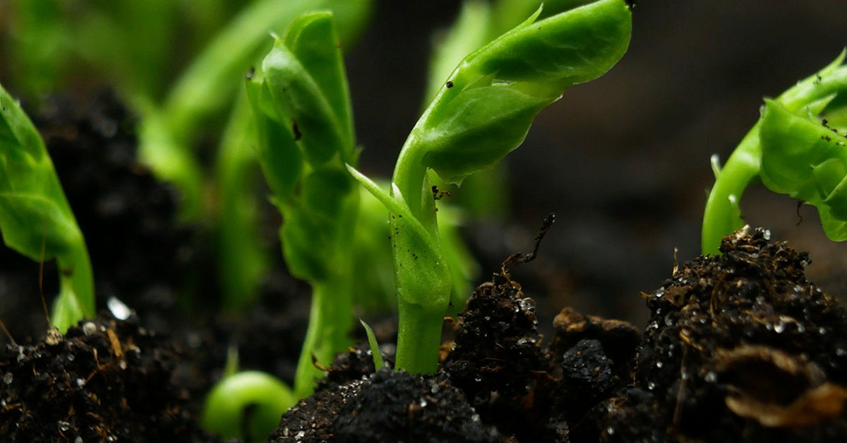 Cultivating Growth Through Expansion | Deloitte US