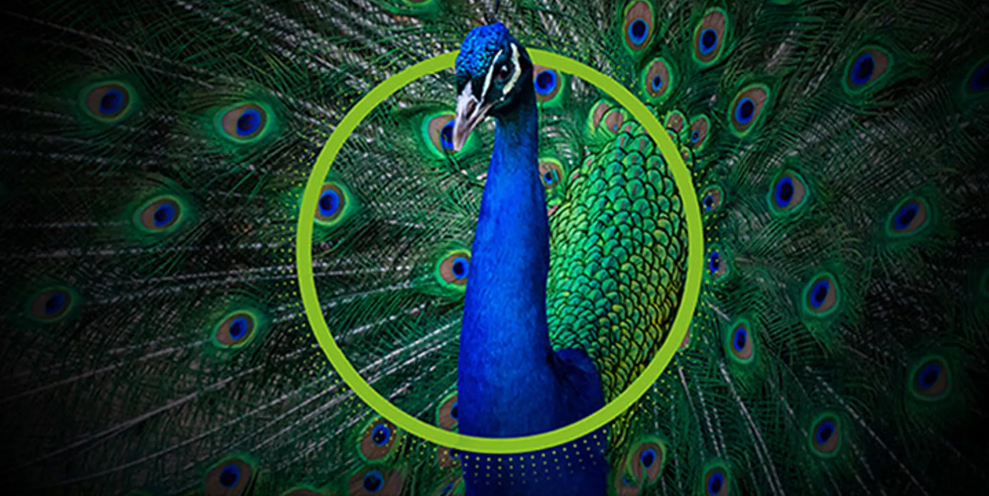 Mobility & Rewards Cash Flow Optimization | Deloitte US